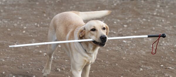 Собака-поводырь - Sputnik Узбекистан