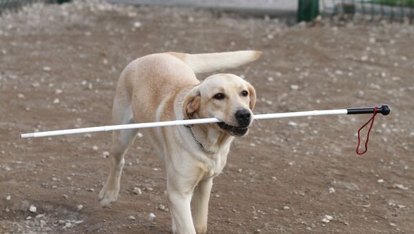 Собака-поводырь - Sputnik Узбекистан