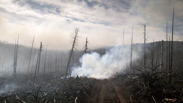 во время тушения природных лесных пожаров - Sputnik Узбекистан