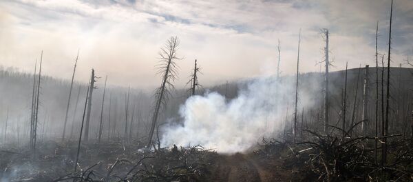 во время тушения природных лесных пожаров во время тушения природных лесных пожаров - Sputnik Узбекистан
