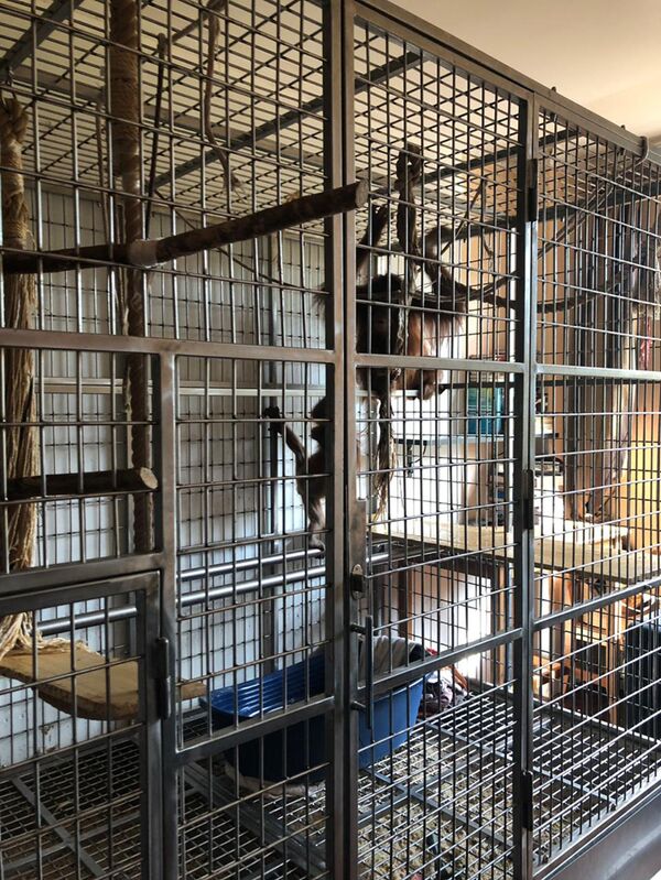 Контрабандист вывез из Узбекистана котят азиатских леопардовых кошек Контрабандист вывез из Узбекистана котят азиатских леопардовых кошек - Sputnik Узбекистан