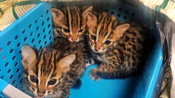 Азиатских леопардовых кошек и орангутанов изъяли таможенники в Москве - Sputnik Узбекистан