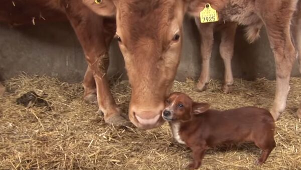 Бездомный пес нашел себе новую маму в виде коровы - трогательное видео - Sputnik Узбекистан