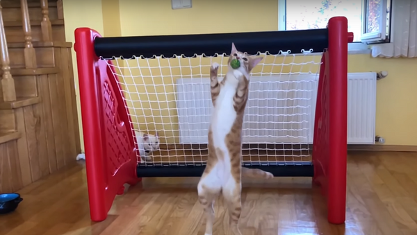 Кот-вратарь поразил всех акробатическими трюками - видео - Sputnik Ўзбекистон