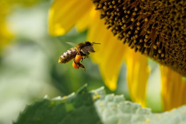 Пчела на цветке подсолнечника в Краснодарском крае - Sputnik Узбекистан