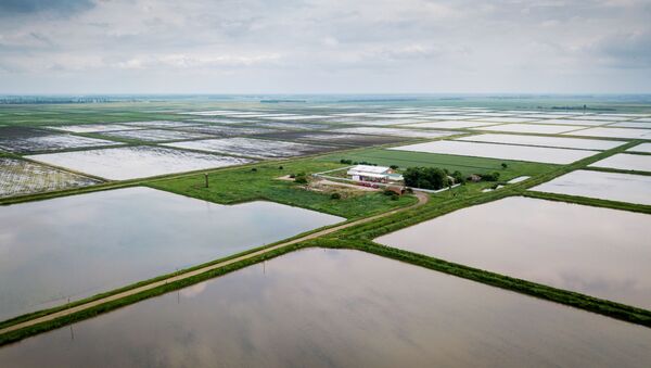 Выращивание риса в Краснодарском крае - Sputnik Узбекистан