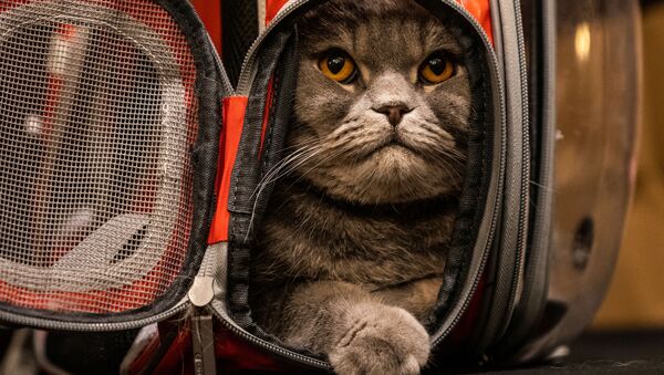 Кошка Thunder Folds Cat до начала показа кошачьей моды Algonquin Hotel’s Annual Cat Fashion Show в Нью-Йорке - Sputnik Узбекистан