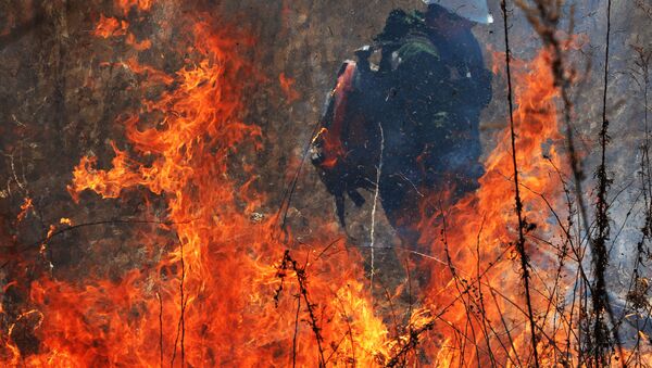 Учения по тушению лесных пожаров в Приморском крае   - Sputnik Ўзбекистон