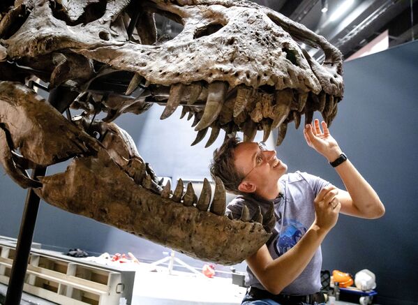 Палеонтолог Anne Schulp во время реконструкции скелета Тираннозавра Рекса в музее Натуралис голландского города Лейден - Sputnik Узбекистан