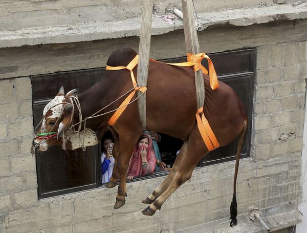 Транспортировка быка для продажи в преддверии праздника Курбан-байрам в Карачи, Пакистан - Sputnik Узбекистан