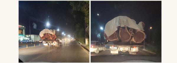 В Ташобласти задержали мужчину, который срубил полувековые карагачи - Sputnik Узбекистан