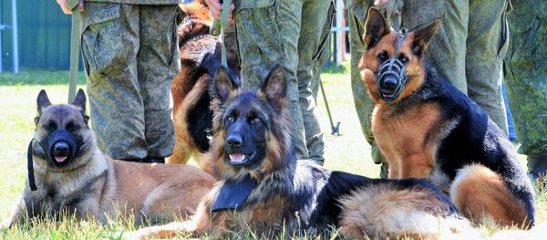 Военнослужащие со своими собаками на открытии Всеармейского этапа конкурса кинологов ВС РФ Верный друг - Sputnik Узбекистан