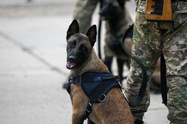 С третьего на второе: удивительная ситуация с узбекистанцами на АрМИ - Sputnik Узбекистан