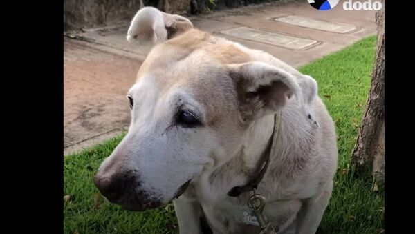 После семи лет в приюте пожилая собака нашла семью - трогательное видео - Sputnik Узбекистан