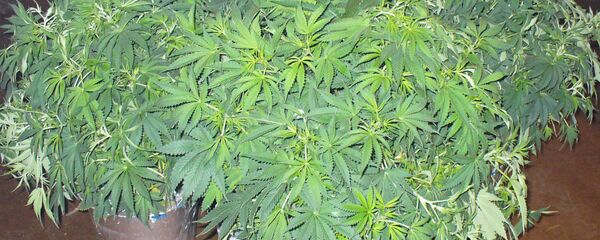 Конопля Конопля - Sputnik Ўзбекистон