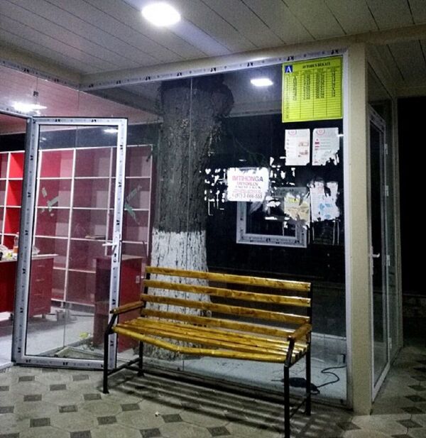 Узбекский предприниматель сохранил дерево при строительстве остановки - Sputnik Узбекистан