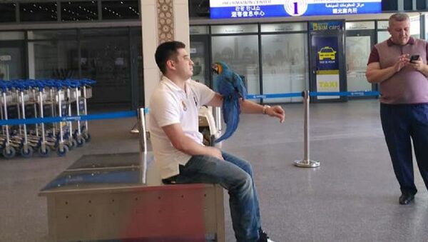 В аэропорту Ташкента задержали попугая - фото - Sputnik Узбекистан