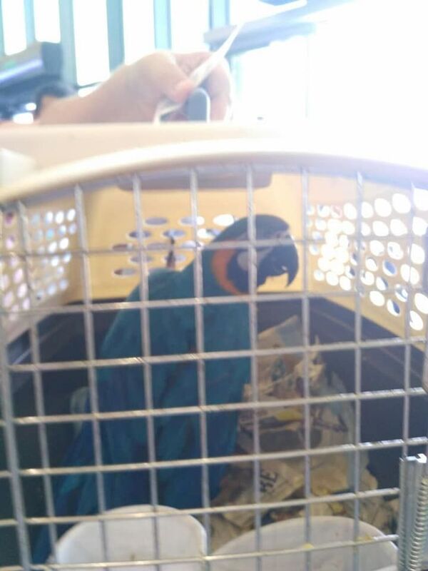 В аэропорту Ташкента задержали попугая - фото В аэропорту Ташкента задержали попугая - фото - Sputnik Узбекистан