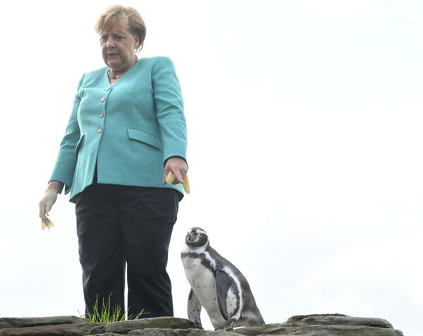 Канцлер Германии Ангела Меркель кормит пингвинов в Штральзунде, Северная Германия - Sputnik Узбекистан