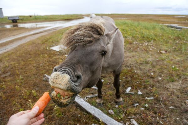 Дикая лошадь близ села Кашкаранцы Терского района в Мурманской области - Sputnik Узбекистан