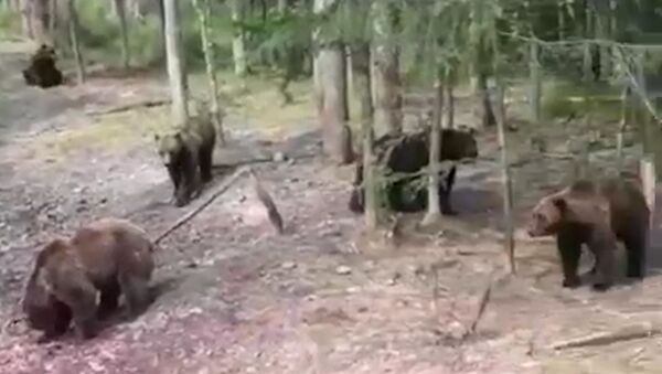 Неприятный сюрприз: медведи загнали отдыхающих на автомобиль - Sputnik Узбекистан