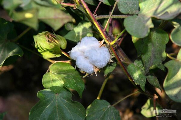 Мирзиёев дал советы по развитию хлопчатника в Каракалпакстане - Sputnik Узбекистан