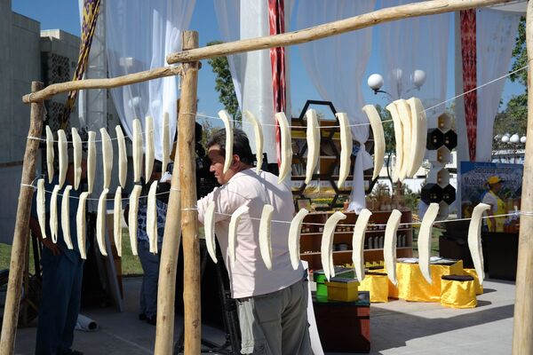 Фестиваль Ковун сайли в Гулистане - Sputnik Узбекистан