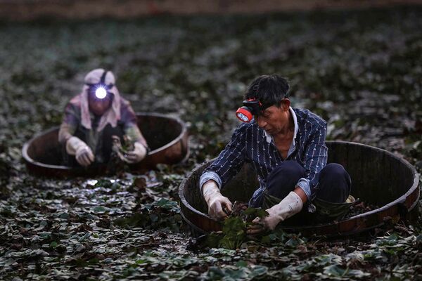 Фермеры собирают китайские водяные орехи недалеко от города Сяогань провинции Хубэй в Китае - Sputnik Узбекистан