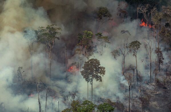 Лесные пожары в Бразилии  - Sputnik Узбекистан