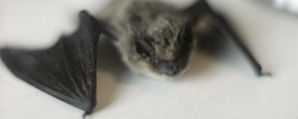 Летучая мышь – нетопырь-карлик. Летучая мышь – нетопырь-карлик. - Sputnik Ўзбекистон