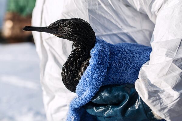 На Сахалине спасают птиц после нефтяного разлива - Sputnik Узбекистан