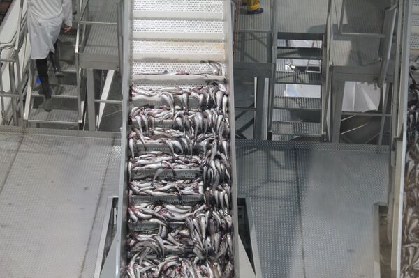 Золотая рыбка — это не сказка: исландцы едут на самый современный завод России - Sputnik Узбекистан