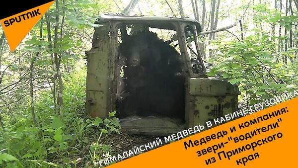 Медведь и компания: звери-водители из Приморского края - Sputnik Узбекистан