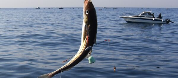 Любительский лов камбалы и минтая в Уссурийском заливе Любительский лов камбалы и минтая в Уссурийском заливе - Sputnik Узбекистан