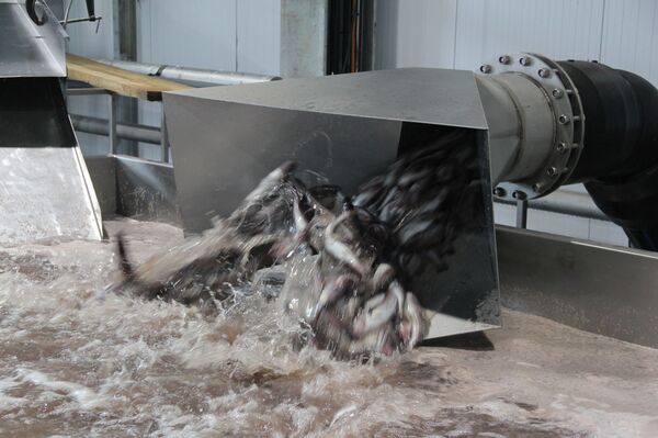 Минтай первой свежести: как работает самый современный рыбозавод в России - Sputnik Узбекистан