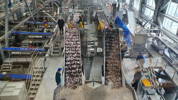 Минтай первой свежести: как работает самый современный рыбозавод в России - Sputnik Узбекистан