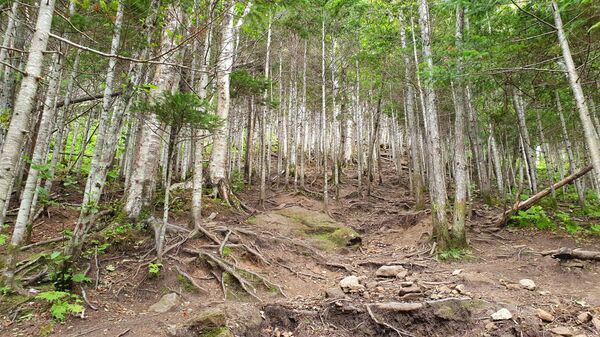 Губернатор Сахалина: важнейшая задача государства — развивать его территории - Sputnik Узбекистан