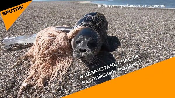 В Казахстане спасли каспийских тюленей - Sputnik Узбекистан