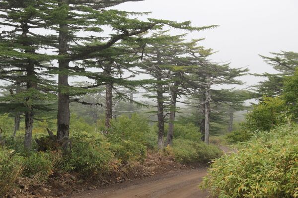 Сюда не приезжают пить кока-колу: что делать туристу на Курильских островах - Sputnik Узбекистан