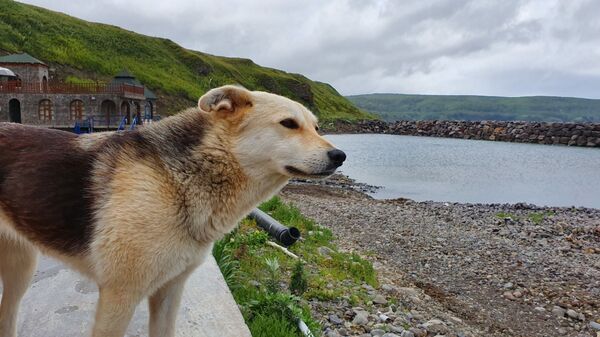 Сюда не приезжают пить кока-колу: что делать туристу на Курильских островах - Sputnik Узбекистан