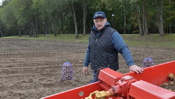 Лукашенко собрал урожай узбекских дынь на собственных полях - Sputnik Узбекистан