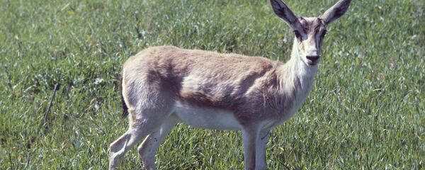 Джейран - Sputnik Узбекистан