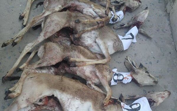 В Каракалпакстане браконьеры застрелили 13 краснокнижных джейранов - Sputnik Ўзбекистон