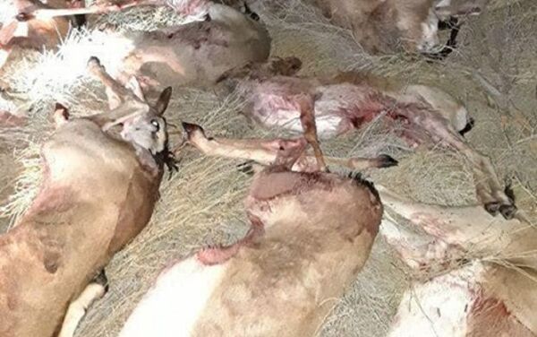 В Каракалпакстане браконьеры застрелили 13 краснокнижных джейранов - Sputnik Ўзбекистон