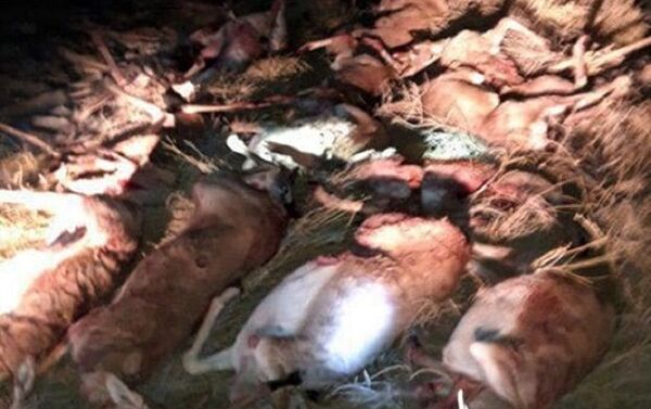 V Karakalpakstane brakonyeri zastrelili 13 krasnoknijnix djeyranov - Sputnik O‘zbekiston