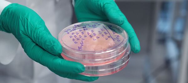 Obrazes kultiviruyemogo masa, virashennogo v laboratorii gennoy injenerii v Ochakovskom kombinate pishevix ingrediyentov (OKPI) v Moskve. - Sputnik O‘zbekiston