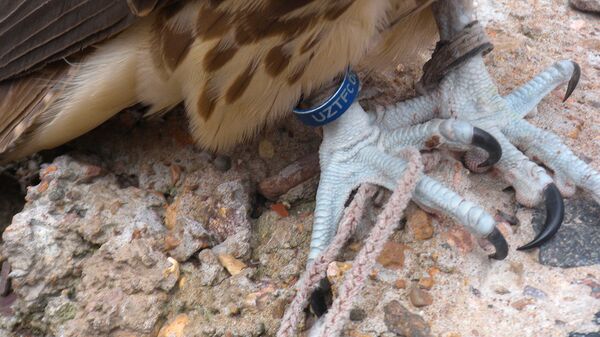 Экологическая акция по выпуску краснокнижных соколов - балобанов - Sputnik Узбекистан