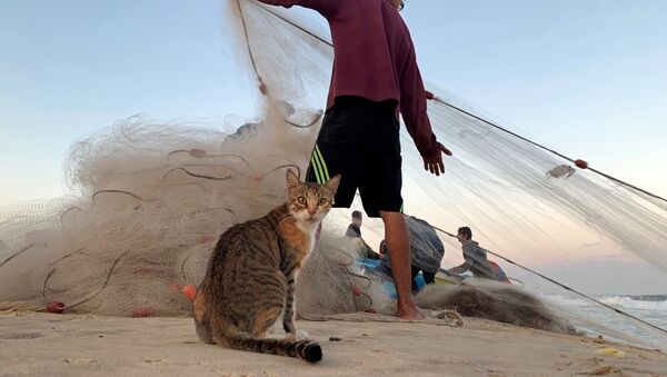 Кошка и палестинский рыбак на пляже в северной части Сектора Газа  - Sputnik Ўзбекистон