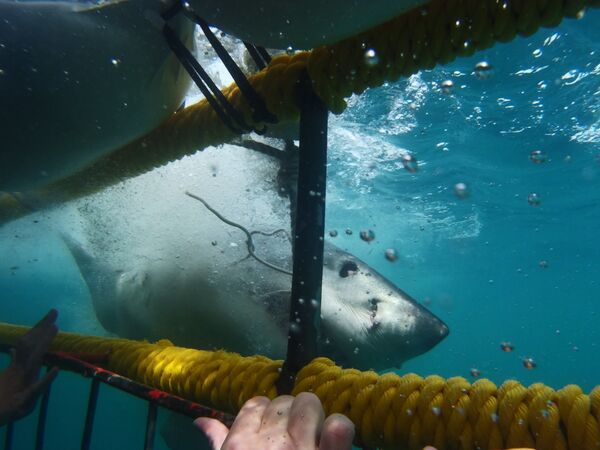 Плавание с белой акулой - Sputnik Узбекистан