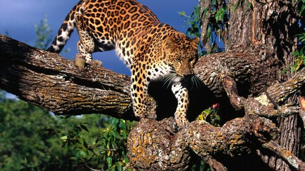 Амурский леопард на дереве - Sputnik Ўзбекистон